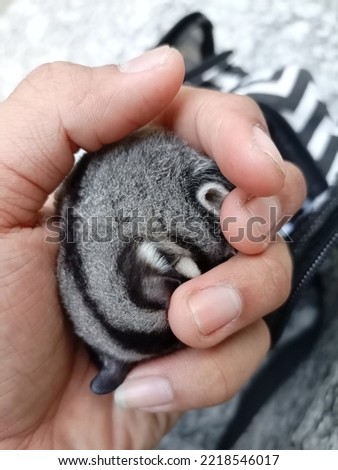 Cute and most adorable animal, this is Sugarglider 