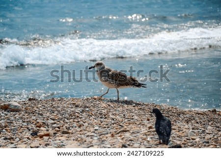 A cute, motley, white and brown gull from the family Laridae of the suborder Lari walks along the beach along the seashore, and a black and rock dove watches her. Blurred background of waves.