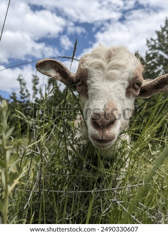 A cute mountain goad in the grass, with blue sky background 