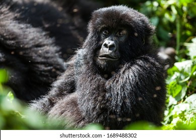 Gorilla Baby Images Stock Photos Vectors Shutterstock