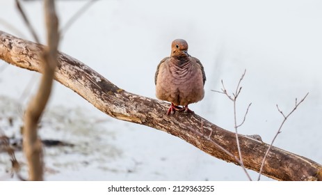 Cute Mourning Dove bird on a tree branch