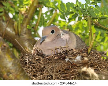 A Cute Mourning Dove In A Nest