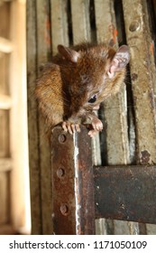 A cute mouse