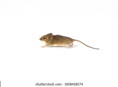 The Cute Mouse On A White Background