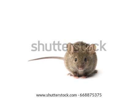 Cute mouse on a white background