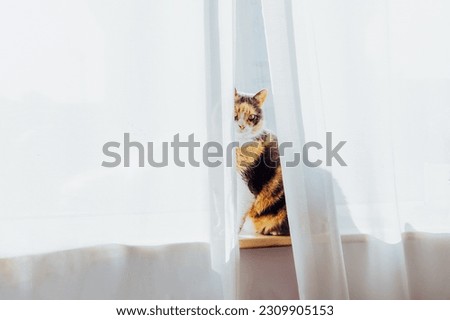 Cute Multicolor adult cat pet sitting alone on the windowsill behind the curtain in sunlight on sunset and looking at camera. Home life with pets. Selective focus. Copy space.