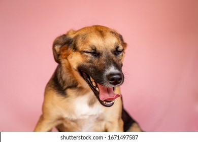 Cute Mutt Dog With Eyes Closed. Blinking, Smiling, Laughing. Pet Portraits