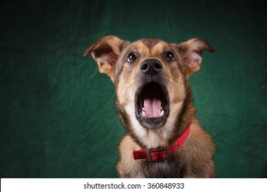 Cute Mutt Dog With Funny Yawning  Talking Face At Dark Background Studio Photo
