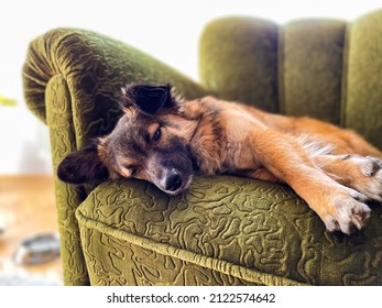 Cute Mutt Dog Lying On Chair