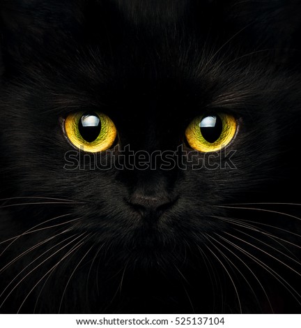 Cute muzzle of a black cat closeup