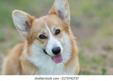 762 Dog With Erect Ears Images, Stock Photos & Vectors | Shutterstock