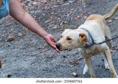 Cute Muzzle Of Stray Dog On A Chain, Animal Welfare, Concept Of Animal Cruelty, Sad Dog On A Leash Close-up