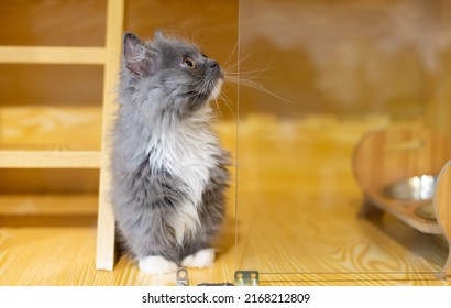 A Cute Napoleon Cat In His House