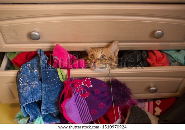 Cute Naughty Cat Hiding Closet Stock Photo Edit Now 1510970924