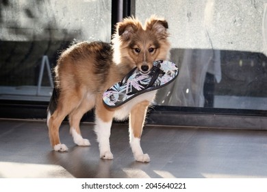 Cute Naughty Puppy Biting Flip Flops Slipper. Teething Development Stage Of A Dog Shetland Sheepdog. 