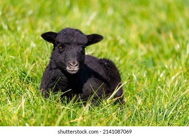 Cute New Born Baby Black Sheep Or Easter Lamb With Fluffy Wool Lying On A Green Meadow. Latest Member Of A Flock Of Sheep In Sauerland Germany Relaxing And Enjoying Warm Springtime Sun In March.