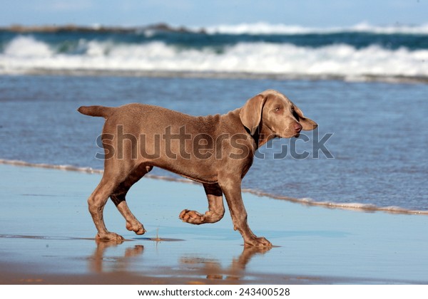 Cute New Born Pure Bred Weimaraner Stock Photo Edit Now 243400528