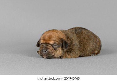 Cute New Born Pure Breed Teckel Puppy In A Gray Background