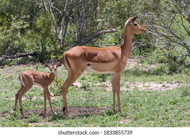 Cute Newborn Baby Impala (Aepyceros Melampus) Guarded By Its Nervous Mother In Kruger National Park, South Africa