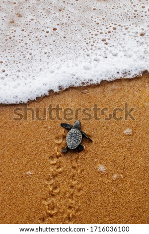 cute newborn baby sea turtle of the loggerhead (caretta caretta) specie on the sand at the beach leaves footprints walking to the sea after emerging leaving the nest at Bahia coast, Brazil, top view