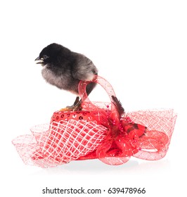 Cute newborn chicken with bright doll hat isolated over white background - Shutterstock ID 639478966