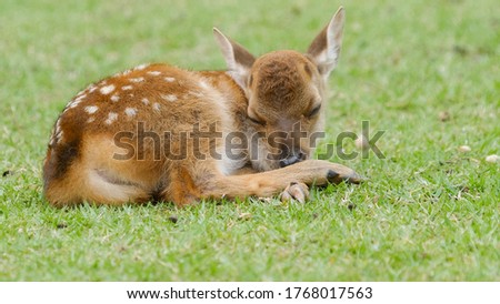 Cute newborn fawn sleeping on the green grass field ,close up 