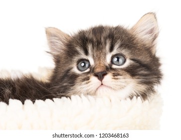 Cute Newborn Kitten In A Warm Knitted Sweater Isolated Over White Background