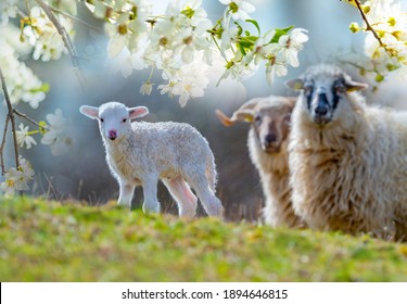 cute newborn lamb close up