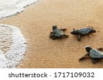 Cute newborn Sea Turtle, Caretta caretta, birth on the sand beach, Bahia, Brazil. Ocean Live, small Loggerhead baby crawl from nest to the foamy sea water. Young tortoise born in wild.