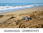 Cute newborn Sea Turtle, Caretta caretta, birth on the sand beach, Mersin, Türkiye. Small Loggerhead baby crawl from nest to the foamy sea water. 