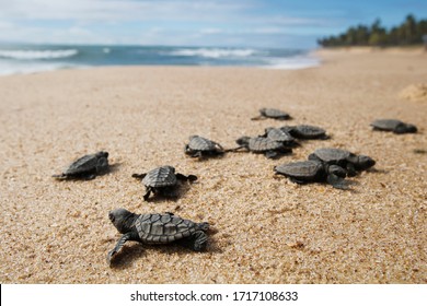 Cute Newborn Sea Turtle,  Caretta Caretta, Birth On The Sand Beach, Bahia, Brazil. Ocean Live, Small Loggerhead And Hawksbill Baby Release Nest To Sea Water. Young Tortoise Born Wild.  Close Up