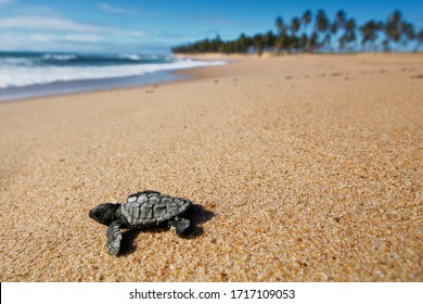 Cute newborn Sea Turtle,  Caretta caretta, birth on the sand beach, Bahia, Brazil. Ocean Live, small Loggerhead and hawksbill baby release nest to sea water. Young tortoise born wild.  close up