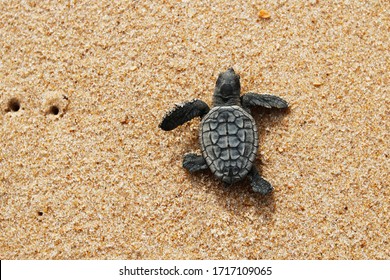 Cute Newborn Sea Turtle, Caretta Caretta, Birth On The Sand Beach, Bahia, Brazil. Ocean Live, Small Loggerhead Baby Crawl From Nest To The Foamy Sea Water. Young Tortoise Born Wild. Top View Footprint