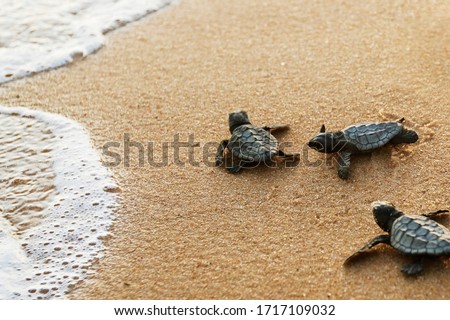 Cute newborn Sea Turtle, Caretta caretta, birth on the sand beach, Bahia, Brazil. Ocean Live, small Loggerhead baby crawl from nest to the foamy sea water. Young tortoise born in wild.