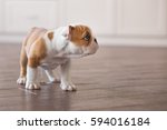 Cute nice spoony little puppy of english bull dog walking scary in empty flat on dalle tile close to stylish brick wall.Red white colour puppy french american bully.
