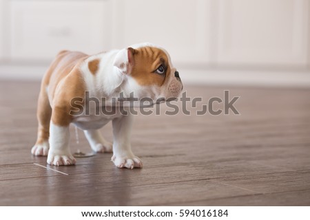 Cute nice spoony little puppy of english bull dog walking scary in empty flat on dalle tile close to stylish brick wall.Red white colour puppy french american bully.
