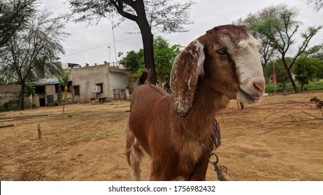 Cute Nigerian Dwarf Goat. Silly. Animal Face. Goat