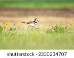 Cute noisy bird Killdeer is standing in green grass and blooming yellow dandelions near the road in summer sunny day.