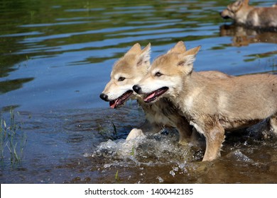 Cute North American Grey Wolf Pups Playing In The Water