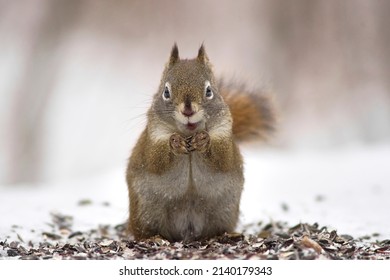 Cute North American Red Squirrel                              