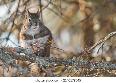 Cute North American Red Squirrel                              