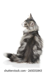 Cute Norwegian Forest Cat From The Back Isolated On White