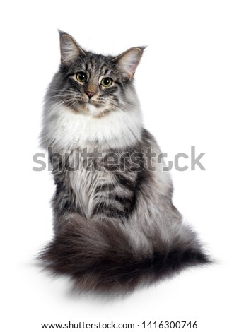 Cute Norwegian Forestcat youngster, sitting facing front. Looking at camera with green / yellow eyes. Isolated on white background. Tail curled around body. Stock photo © 