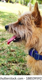 A Cute Norwich Terrier Puppy