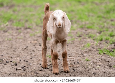 Cute Nubian baby goat at a farm.