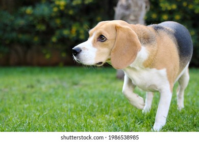 1,756 Paw Lifting Images, Stock Photos & Vectors | Shutterstock