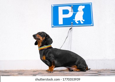 Cute Obedient Dachshund With Rainbow Collar Sits Tied For Leash To Hook On Wall Under The Dog Parking Sign And Waits For Owners Come On Street. Dogspot Is Great Solution For Busy People.