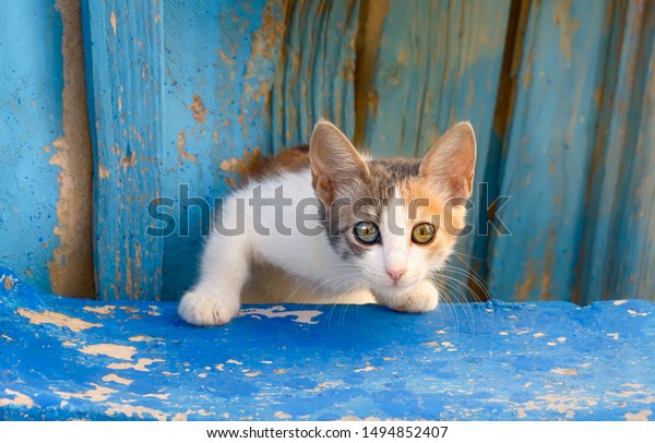 Cute Oddeyed Cat Kitten Peeks Out Stock Photo Edit Now 1494852407