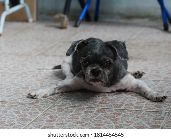 Cute And Old Aged Shih Tzu Dog With Short Hair Lay Down On The Floor With Spreading Front Leg. 