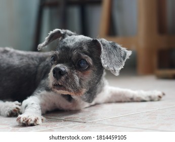 Cute And Old Aged Shih Tzu Dog With Short Hair Lay Down On The Floor With Spreading Front Leg. 